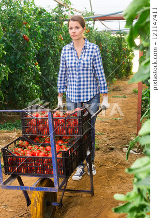 Female farmer carrying wheelbarrow with tomatoes in greenhouse 121147411