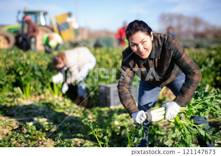 Female agriculturist collecting celery vegetable field Female agriculturist collecting celery vegetable field 121147673