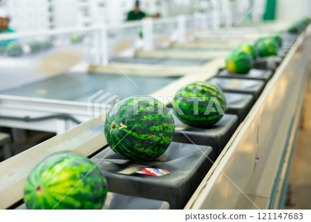 Row of watermelons processing on conveyor Row of watermelons processing on conveyor 121147683