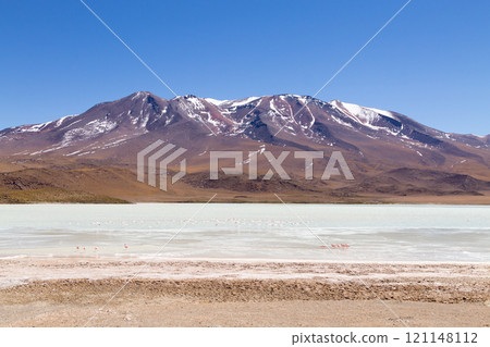 Laguna Hedionda flamingos, Bolivia Laguna Hedionda flamingos, Bolivia 121148112