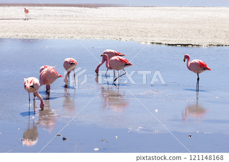 Laguna Hedionda flamingos, Bolivia 121148168