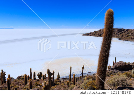 Salar de Uyuni view from Isla Incahuasi Salar de Uyuni view from Isla Incahuasi 121148178
