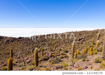 Salar de Uyuni view from Isla Incahuasi Salar de Uyuni view from Isla Incahuasi 121148179