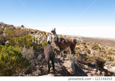 Bolivian llama breeding,Bolivia Bolivian llama breeding,Bolivia 121148203