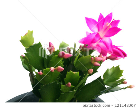 Purple flower  of Christmas cactus 121148307