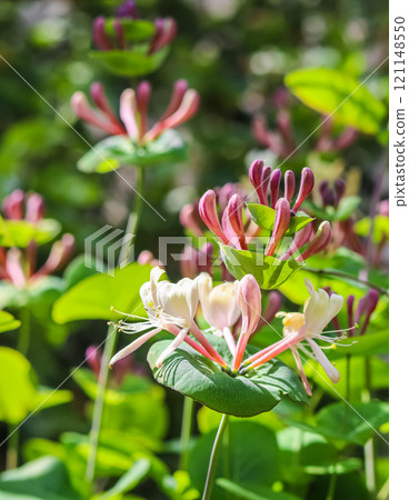 Pink Honeysuckle buds and flowers in a sunny garden. Lonicera Etrusca Santi caprifolium, woodbine in bloom. Gardening concept. Floral background 121148550
