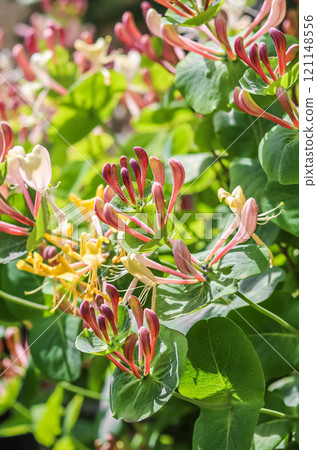 Pink Honeysuckle buds and flowers in a sunny garden. Lonicera Etrusca Santi caprifolium, woodbine in bloom. Gardening concept. Floral background 121148556