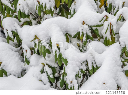 Rhododendron branch covered in fresh white snow. Winter background 121148558