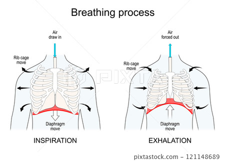 Breathing. Lungs and Diaphragm functions 121148689