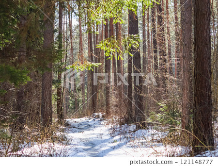 Sunlit pine forest with snow not yet melted in early spring 121148777