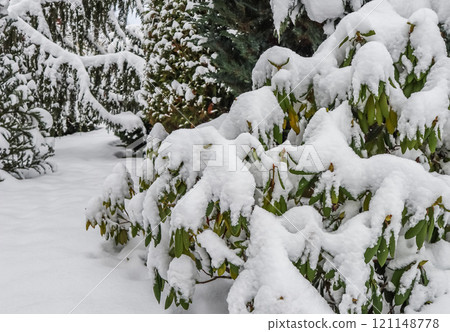Rhododendron branch covered in fresh white snow. Winter background 121148778