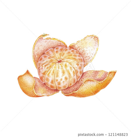 Peeled mandarin watercolor. Set of mandarin fruit design elements. Ripe orange watercolor. Orange fruit vitamin. Food illustration . juice citrus menu 121148823