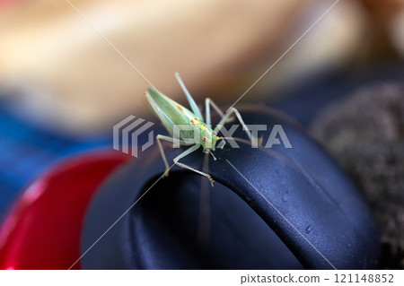 Grasshopper on a water bottle Grasshopper on a water bottle 121148852