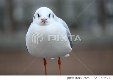 The Yurikamome train arrives in Japan with the onset of winter. Photographed in Amagasaki, Hyogo Prefecture 121149377