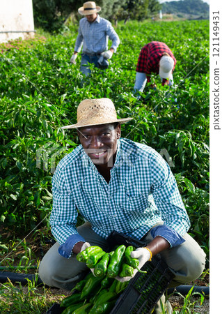 Gardener picking fresh bell pepper on plantation 121149431