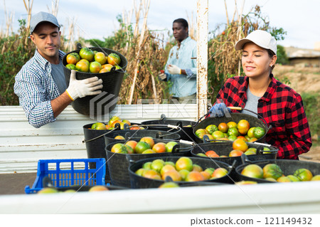 Woman and man put buckets with harvest of tomatoes together in the back of car Woman and man put buckets with harvest of tomatoes together in the back of car 121149432