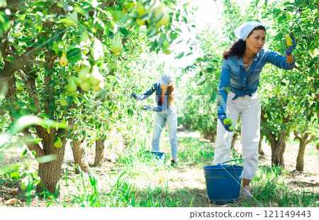 Women picking pears in fruit garden 121149443