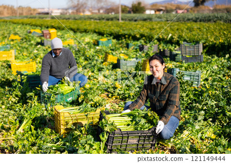 Woman and man gardeners with celery crop on plantation 121149444