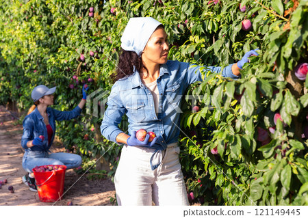Woman farmer picking plums in fruit garden 121149445