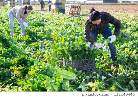 Asian female farmer harvesting celery on vegetable plantation 121149446
