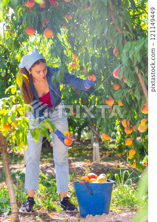 Woman harvesting peaches 121149449