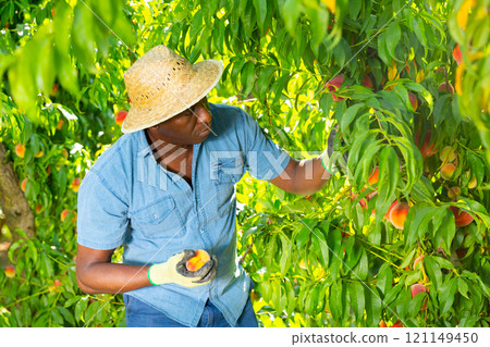 Man picking peaches in garden 121149450