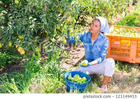 Woman harvesting pears Woman harvesting pears 121149453