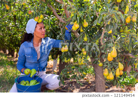 Woman picking pears in garden Woman picking pears in garden 121149454