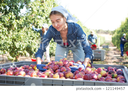 Portrait of a positive young woman raking ripe plums in a crate 121149457