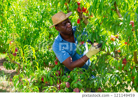 African american male farmer plucks fig peaches from a tree 121149459