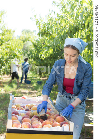 Woman packing fresh peaches Woman packing fresh peaches 121149460