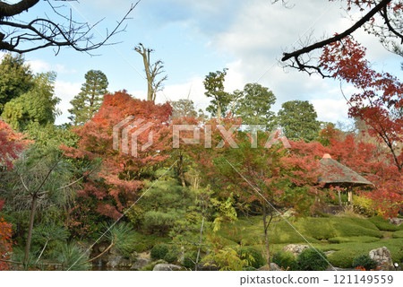妙心寺分院、泰藏院庭園“妖花園” 121149559