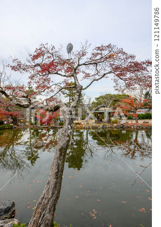 秋天的京都。只園八坂神社和丸山公園的秋葉 121149786