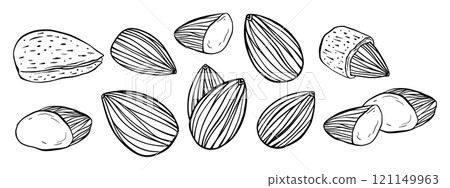 Stylized Line Art Almond Seeds Set Black and White Line Art Illustration 121149963