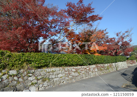 Zenkain, stone wall and autumn leaves, Shugakuin, Sakyo Ward, Kyoto City 121150059