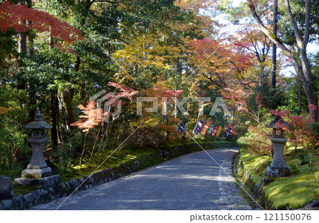 Autumn leaves along the approach to Akayama Zen Temple, Sakyo Ward, Kyoto City Autumn leaves along the approach to Akayama Zen Temple, Sakyo Ward, Kyoto City 121150076