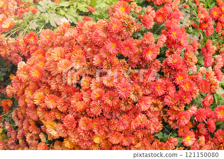 Orange chrysanthemum flowers as a background. 121150080