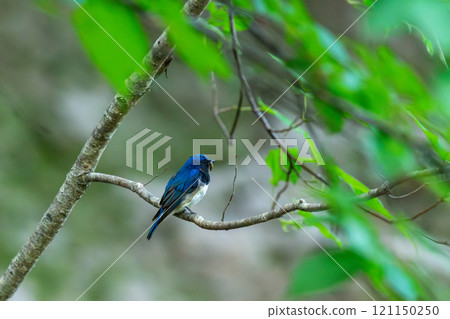 A blue-and-white flycatcher resting on a tree branch with food in its mouth A blue-and-white flycatcher resting on a tree branch with food in its mouth 121150250