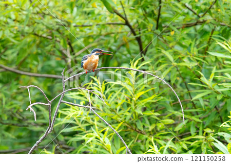 一隻翠鳥棲息在樹枝上,環顧四周。 一隻翠鳥棲息在樹枝上,環顧四周。 121150258
