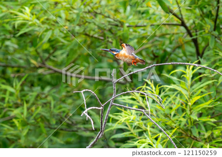 A kingfisher flies out from the branch it was perched on A kingfisher flies out from the branch it was perched on 121150259