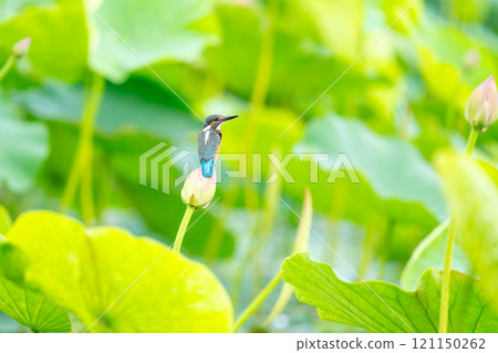 一隻翠鳥棲息在蓮花花蕾上,環顧四周。 一隻翠鳥棲息在蓮花花蕾上,環顧四周。 121150262