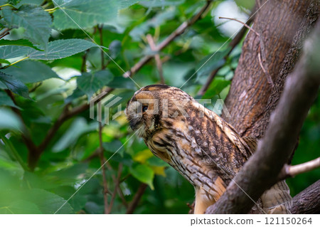 一隻長耳貓頭鷹棲息在樹枝上,環顧四周。 一隻長耳貓頭鷹棲息在樹枝上,環顧四周。 121150264