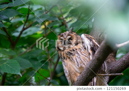 一隻長耳貓頭鷹棲息在樹枝上,環顧四周。 一隻長耳貓頭鷹棲息在樹枝上,環顧四周。 121150269