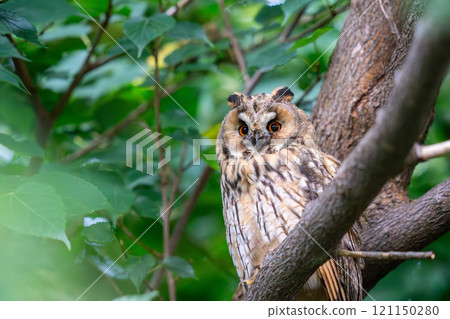 一隻長耳貓頭鷹棲息在樹枝上,環顧四周。 一隻長耳貓頭鷹棲息在樹枝上,環顧四周。 121150280