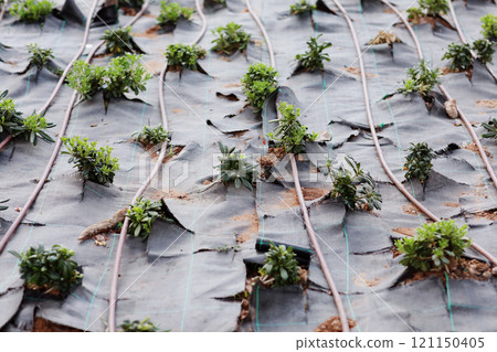 Automatic garden irrigation system with plastic pipes outdoors at garden. Green plants grows on black geotextile on soil. Concept of gardening, landscaping and spring planting. Sunshine 121150405