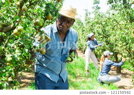 Afro american farmer in straw hat picking fresh pears 121150592