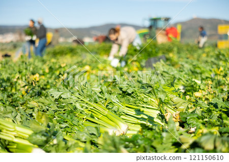 Abundance of harvested celery on vegetable plantation 121150610