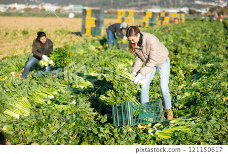 Young workwoman harvesting celery on farm field in spring 121150617