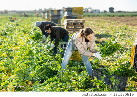 Positive farmers harvesting celery together in field 121150619