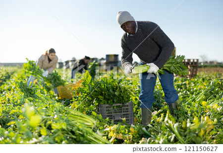 Plantation worker picking ripe green celery Plantation worker picking ripe green celery 121150627